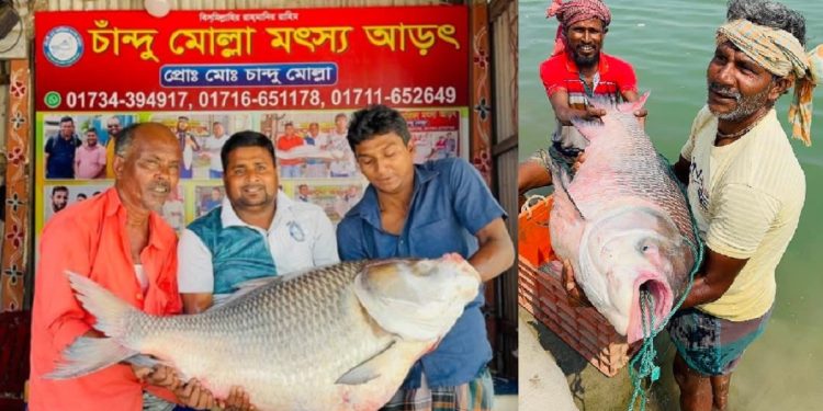 এক কাতলে পকেট ভারী জেলে আলেকচানের, যত টাকায় বিক্রি!