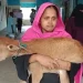 গাভী নিয়ে গেলেন বিএনপি নেতা, বাছুর কোলে আদালতে নারী‎