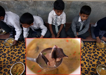 ভারতে স্কুলের খাবারে মরা সাপ, অসুস্থ শতাধিক
