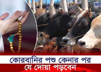 কোরবানির পশু কেনার পর যে দোয়া পড়বেন