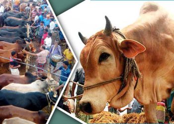 রাজধানীতে জমে উঠেছে পশু বেচাকেনা, চাহিদা বেশি যেসব গরুর