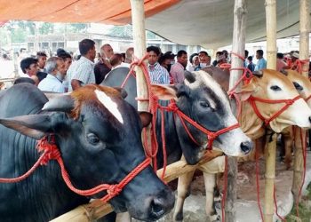 কখন কুরবানির পশু জবাই করা উত্তম?