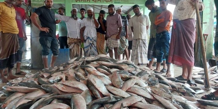 বঙ্গোপসাগরে এক জেলের জালে ধরা পড়েছে ৩৩ লাখ টাকার ইলিশ