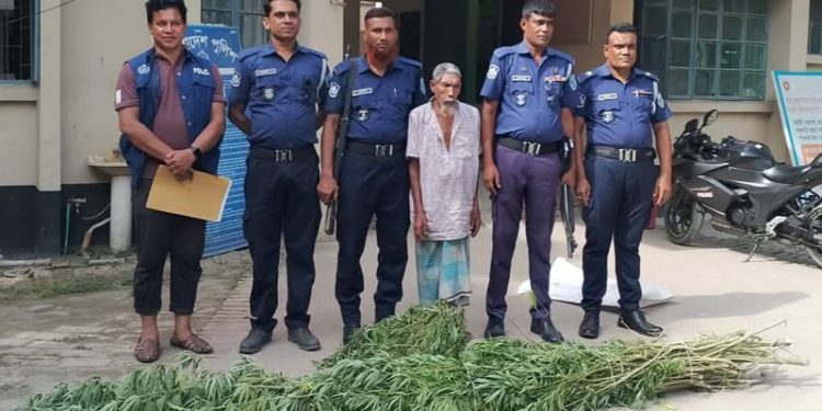 রোদে গাঁজা শুকাতে দিয়ে বৃদ্ধ আটক