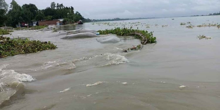 বিপৎসীমার ওপরে নদ-নদী, বন্যা-ভাঙনে দুর্ভোগে চরবাসী
