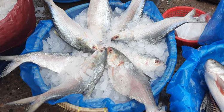 সরবরাহ বাড়ার পরও ইলিশের কেজি ২ হাজারের বেশি