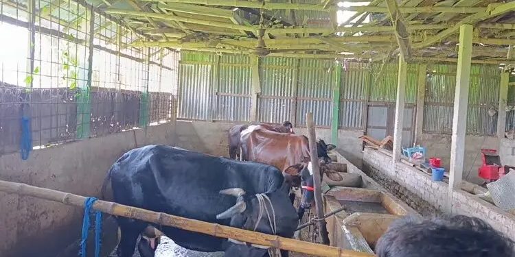 দুই দফায় বন্দুক ঠেকিয়ে এতিমখানার ১২ গরু লুট