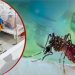 ডেঙ্গুতে আরও ৫ জনের মৃত্যু, হাসপাতালে ভর্তি ৬৩৬