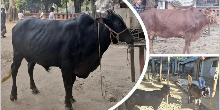 শেখ হাসিনার মৃত্যুদণ্ডের রায়, টিএসসিতে গরু-খাসি ভোজ ঢাবি শিক্ষার্থীদের