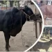 শেখ হাসিনার মৃত্যুদণ্ডের রায়, টিএসসিতে গরু-খাসি ভোজ ঢাবি শিক্ষার্থীদের