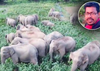বন্য হাতির ভিডিও বানাতে গিয়ে কন্টেন্ট ক্রিয়েটরের মৃত্যু