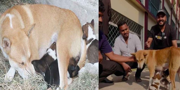 আট সন্তানহারা মা কুকুর পেল নতুন ৪ ছানা, ফিরছে স্বাভাবিক জীবনে