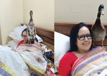 আমার হাঁস আমার চাষ করা ধানই খাইব : রুমিন ফারহানা