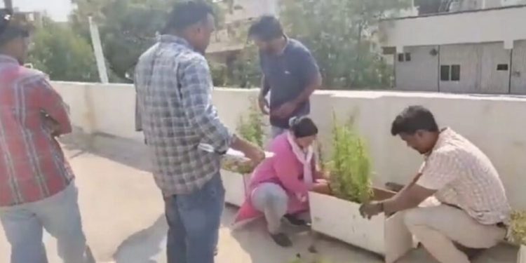 বাড়ির ছাদে গাঁজা চাষ, গ্রেপ্তার সফটওয়্যার ইঞ্জিনিয়ার