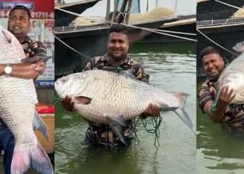 দৌলতদিয়া পদ্মা নদীতে জেলের জালে ধরা পড়ল ২৫ কেজির কাতলা