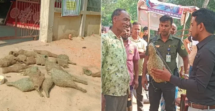 বাবুই পাখির বাসা কেটে ছানা হত্যা, বৃদ্ধকে কারাদণ্ড