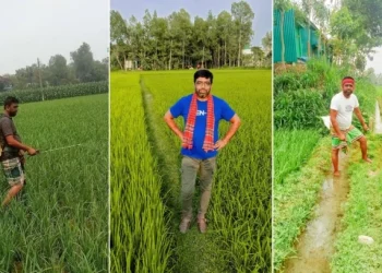কবির হোসেন প্রকৃত কৃষক, এআই ছবি ও গুজব ছড়িয়ে বিভ্রান্তি