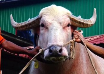 নারায়ণগঞ্জে ডোনাল্ড ট্রাম্প’র পর এবার দেখা মিলল ‘নেতানিয়াহু’র