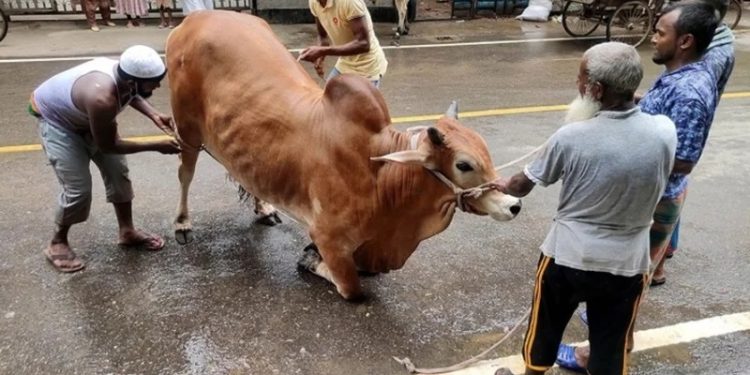ঢাকার পাড়া-মহল্লায় চলছে পশু কোরবানি