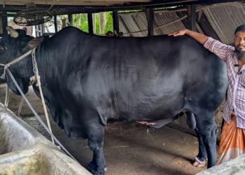 খালেদা জিয়াকে উপহার দিয়ে ফেরত পাওয়া সেই ‘কালো মানিক’ এবার কুরবানির হাটে