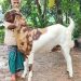 বিছানা ছাড়া ঘুমায় না ‘নবাব সিরাজউদ্দৌলা’