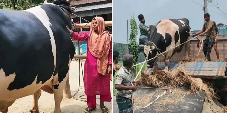 বিক্রি হয়েছে ৫৬ মণের সেই ‘কালো মানিক’, খাওয়ানো হবে এতিমদের