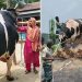 বিক্রি হয়েছে ৫৬ মণের সেই ‘কালো মানিক’, খাওয়ানো হবে এতিমদের