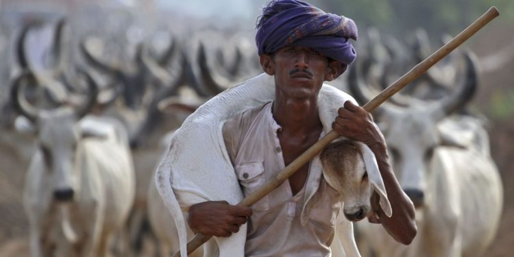 ক্রেতাশূন্য বাজারে হিন্দু খামারিদের হাহাকার, আত্মহত্যার হুমকি