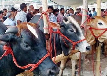 কোরবানির পশুর যে ৭টি অংশ খাওয়া হারাম