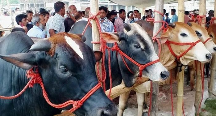 কোরবানির পশুর যে ৭টি অংশ খাওয়া হারাম