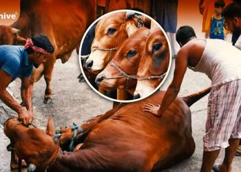 পশু জবাইয়ের সময় শরিকদের নাম বলা কি আবশ্যক?