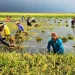 ধান পানিতে তলিয়ে গেছে দেখে জমিতেই কৃষকের মৃত্যু