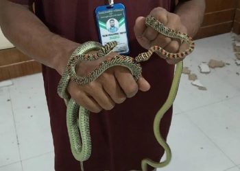 বরিশাল ডিআইজি কার্যালয়ে জোড়া কালনাগিনী উদ্ধার