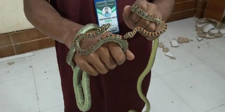 বরিশাল ডিআইজি কার্যালয়ে জোড়া কালনাগিনী উদ্ধার