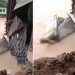 সুনামগঞ্জে পাহাড়ি ঢলে ঘর ভেঙে নদীতে, শিকলে বাঁধা যুবক নিখোঁজ