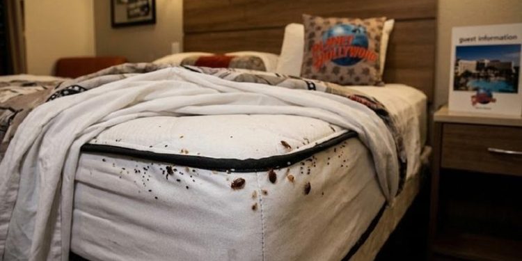 গোয়ায় বাংলাদেশের টিম হোটেলে ছারপোকার উৎপাত