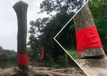 ডালপালা কাটার পর উঠে দাঁড়াল গাছ, মোম ও আগরবাতি নিয়ে মানুষের ভিড়