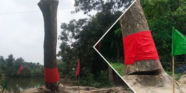 ডালপালা কাটার পর উঠে দাঁড়াল গাছ, মোম ও আগরবাতি নিয়ে মানুষের ভিড়