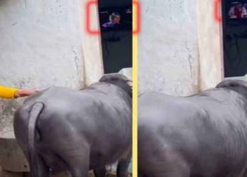 টিভি না দেখালে ‘মাথা নষ্ট’ হয়ে যায় এই মহিষের