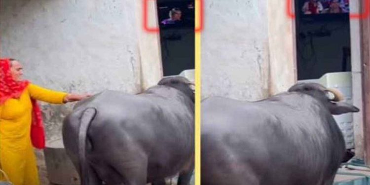 টিভি না দেখালে ‘মাথা নষ্ট’ হয়ে যায় এই মহিষের