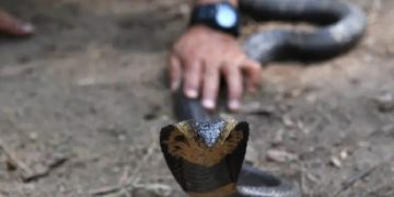 মালয়েশিয়ায় সাপ ধরার কৌশল দেখাতে গিয়ে সাপের ছোবলে কর্মকর্তার মৃত্যু
