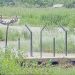 বিএসএফের গুলিতে বাংলাদেশি নিহত