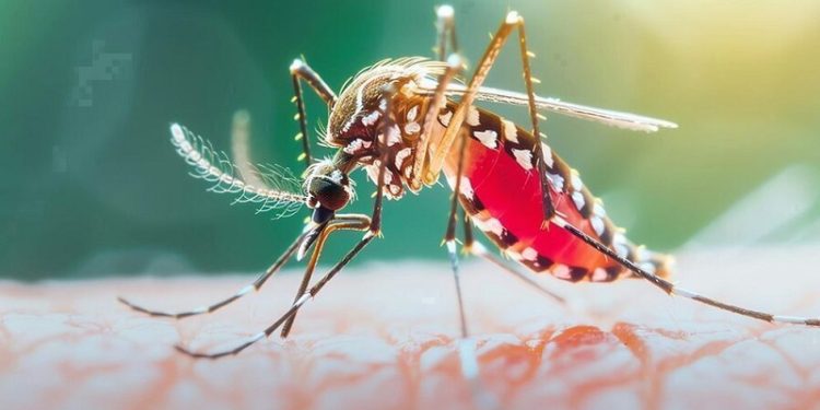 ২৪ ঘণ্টায় ডেঙ্গুতে ২ জনের মৃত্যু, হাসপাতালে ভর্তি ১ হাজার ৫৬