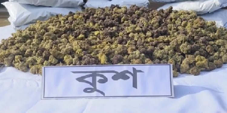 বাংলাদেশে ঢুকছে নতুন মাদক ‘কুশ’: কতটা বিপজ্জনক এই মাদক?
