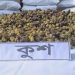বাংলাদেশে ঢুকছে নতুন মাদক ‘কুশ’: কতটা বিপজ্জনক এই মাদক?