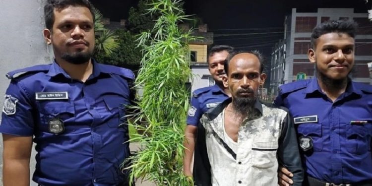বসতঘরের পেছনে ফুলের টবে গাঁজা চাষ, আটক ১