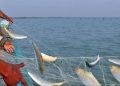 মধ্যরাত থেকে শুরু হচ্ছে ইলিশ ধরার ওপর নিষেধাজ্ঞা